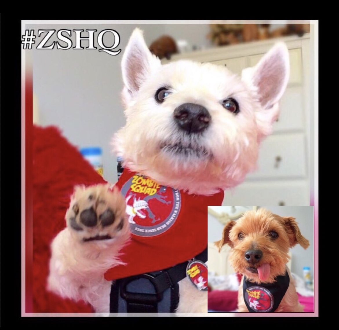#ThrowbackThursday the original campaign poster for zombiesquad featuring your Feerless Founder Winston and his Chief Henchman Bruv. “Zombiesquad needs YOU!”#ZSHQ