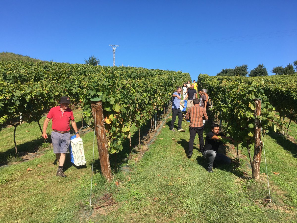 OrtizIgual's tweet photo. Es un placer ver vendimiar en Isla y recuperar la tradición de su magnífico vino blanco por un grupo de emprendedores https://t.co/7TVy6TMM0G