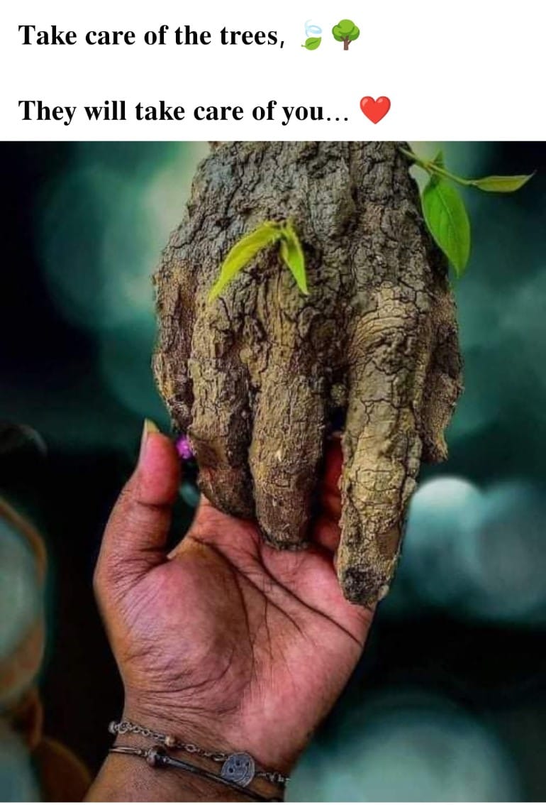 sansub12's tweet image. #TreesForOurPlanet