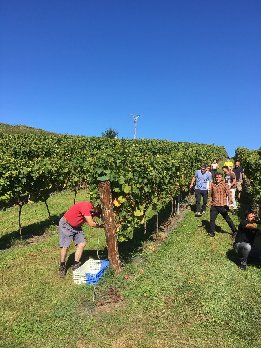 OrtizIgual's tweet photo. Es un placer ver vendimiar en Isla y recuperar la tradición de su magnífico vino blanco por un grupo de emprendedores https://t.co/7TVy6TMM0G