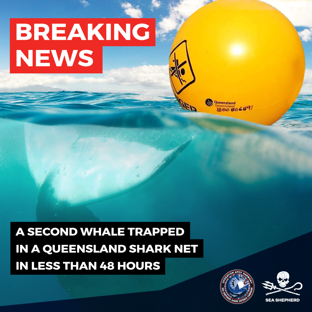 SeaShepherd_Aus's tweet photo. 🚨🐋 A  small whale entangled in a deadly shark net at Noosa since late this afternoon has been left overnight to fight for its life.

Due to quickly fading light, Queensland Fisheries confirmed they will not attempt to free the whale until daybreak. #NetsOutNow https://t.co/wSOjVCsApi