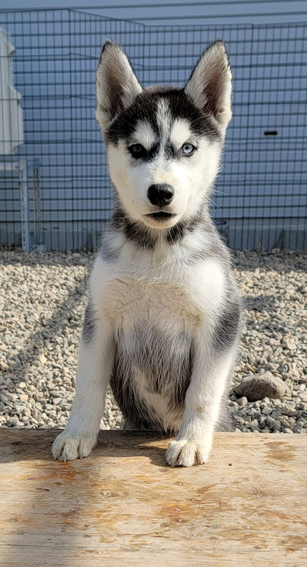 Crystal Hasmara Dogs Crystalwolfdogs Twitter