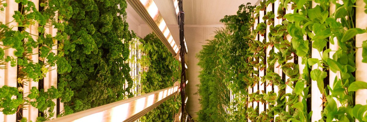 FranceintheUK's tweet photo. On #InternationalPodcastDay we're excited to reveal that we're working on a #COP26 special, meeting with🇫🇷🇬🇧 stakeholders from across the sustainability sector.
In a forthcoming episode, we discover "hydroponics" aka... vertical farming! #Frogcast https://t.co/Fzp5fcKtva