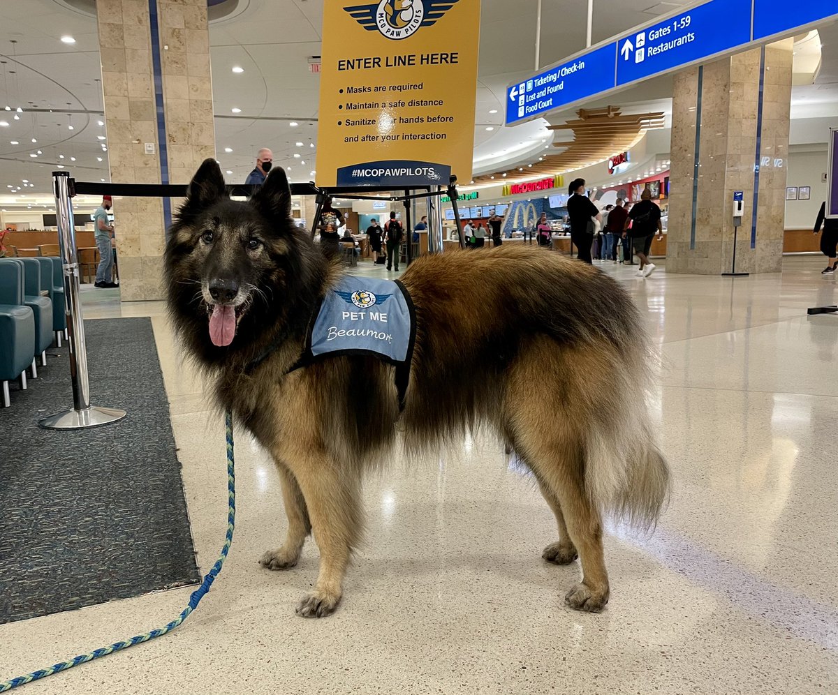 MCO's tweet photo. Don’t mind getting Belgian Tervuren glitter on you? Head over to the Main Terminal food court area of our airport and meet our new #McoPawPilot Beaumont. 🐶🐾  He will be here until 12:30 pm, today. https://t.co/Ct40X9jC3l