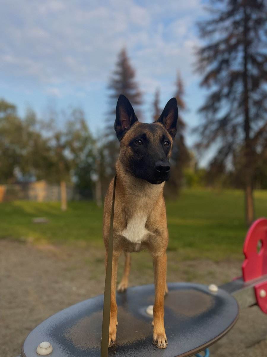 derrstroyer's tweet photo. the goodest boi https://t.co/9YMEP8N0x9