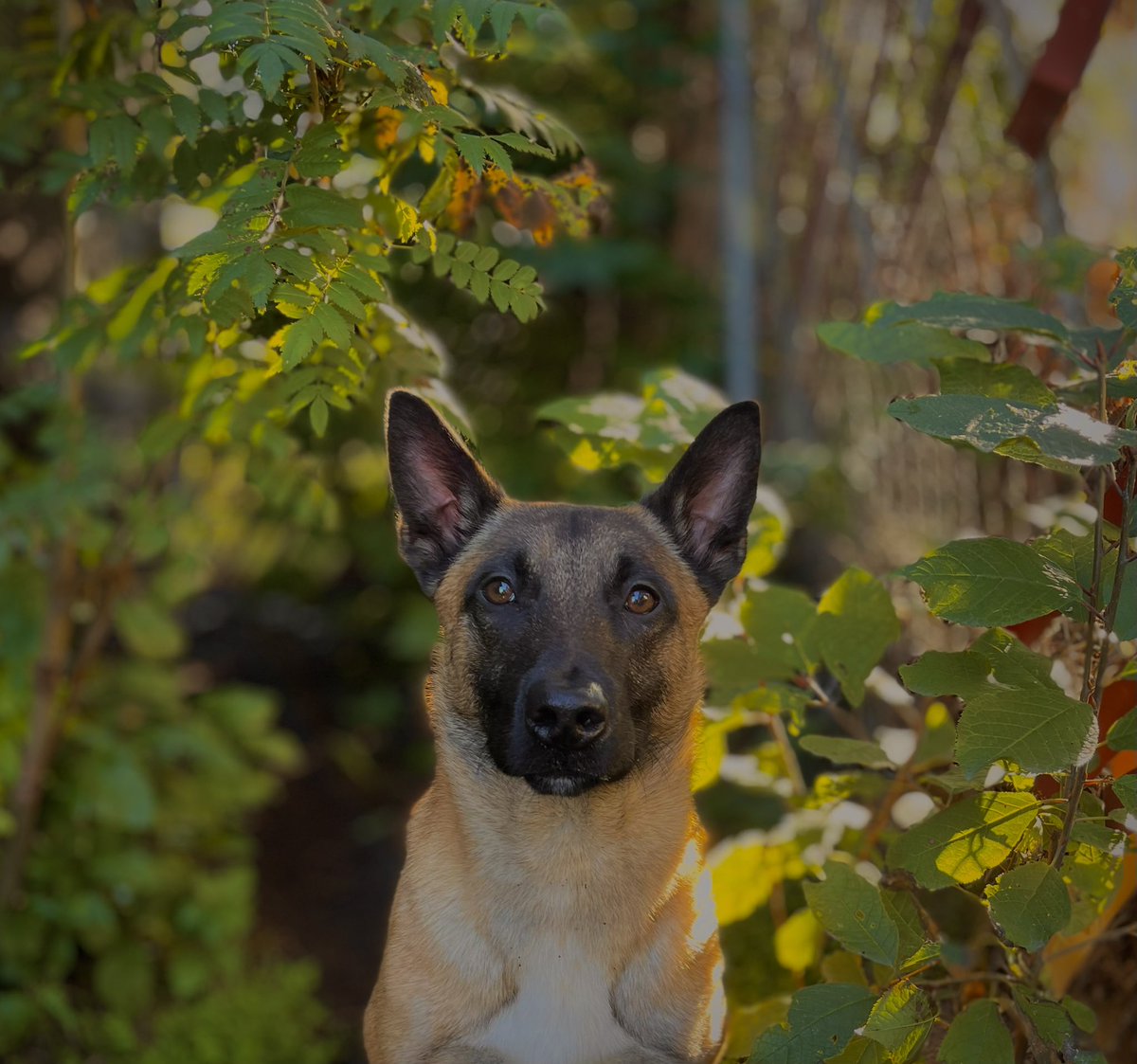derrstroyer's tweet photo. the goodest boi https://t.co/9YMEP8N0x9