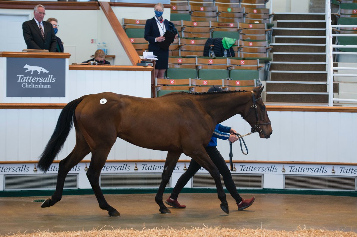 TattsCheltenham's tweet photo. 🎼Lyrical Genius 🎼Wins the bumper @WarwickRaces
 for @CharlieLongsdon. 
Sold at the 2021 #CheltenhamApril Sale by Chris Barber, Boundary Stables to @agentbloodstock for £32,000.

Congratulations to connections 🍾 https://t.co/glrcB5MGwD