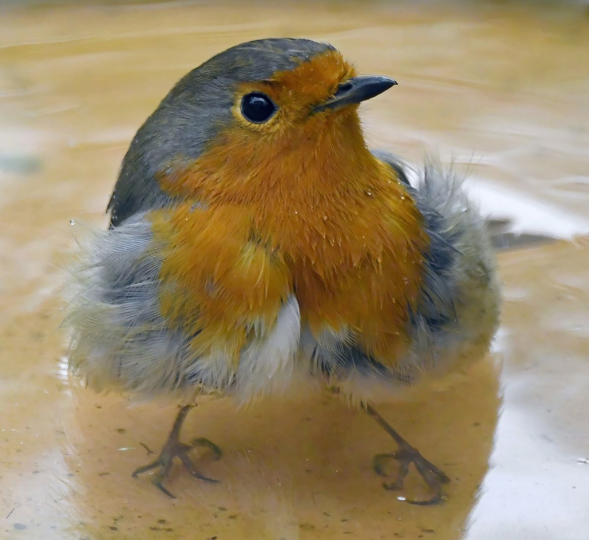 Look who just turned up for a bath! 😀
 Yep, it's Robbie 'Spider-Feet' Robin! 😍😁
#TwitterNatureCommunity 🐦