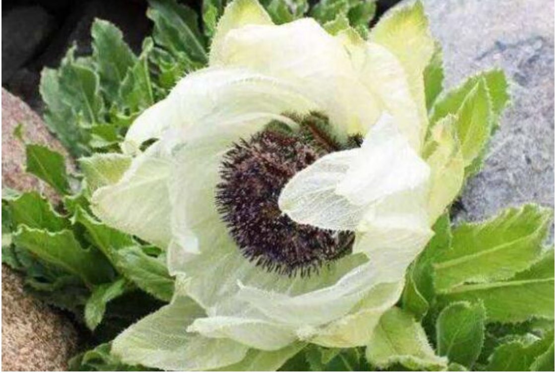 снежный лотос. белый лотос китай. соссюрея снежный лотос тянь шаня. снежный лотос в гималаях. снежный лотос тянь-шань.