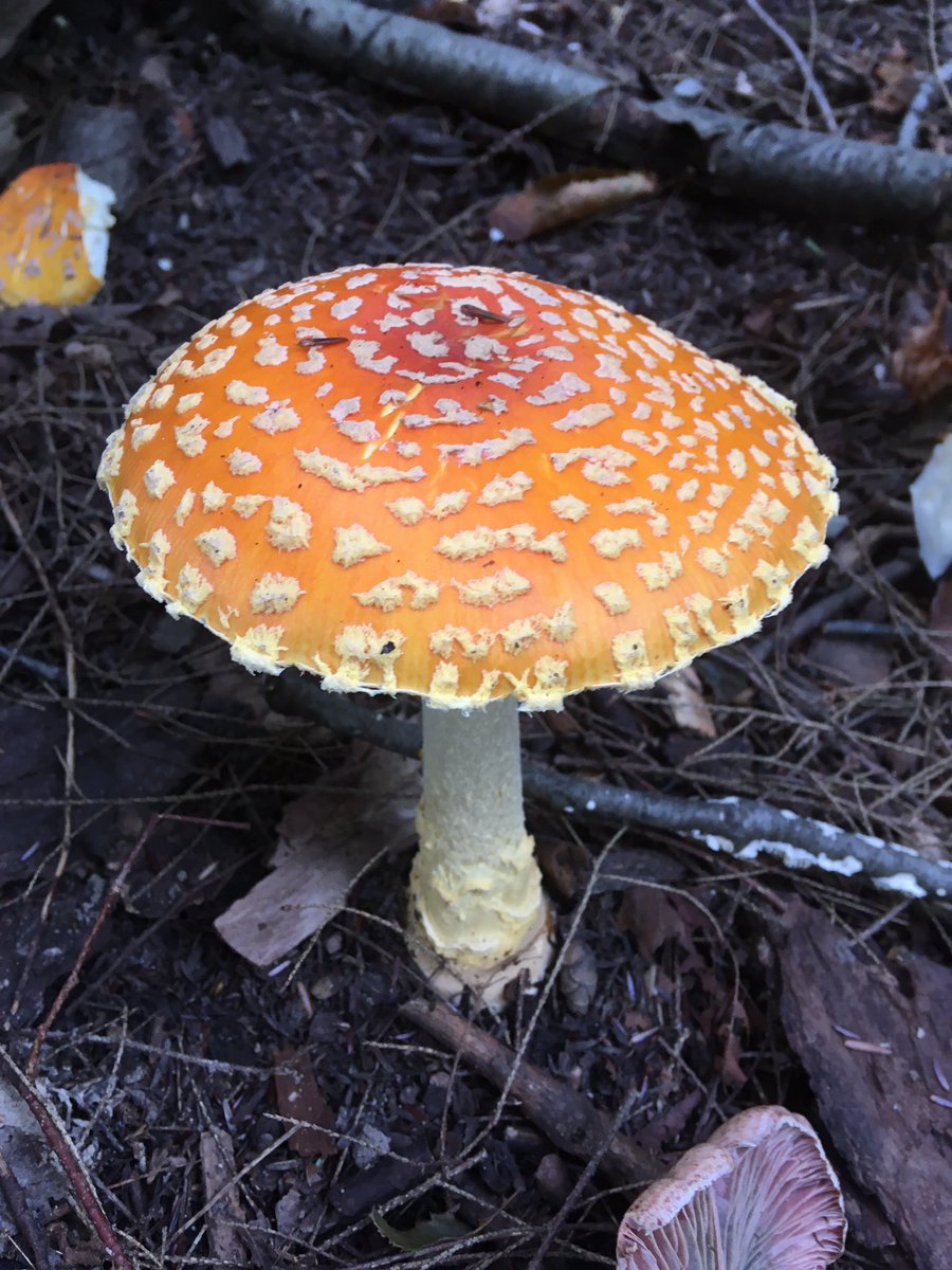 zehrfox2's tweet photo. We also checked out some of the forest’s most magical community members: fungi! https://t.co/Nxw51Osc0W