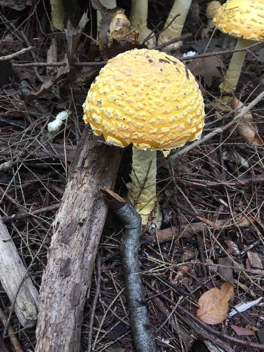 zehrfox2's tweet photo. We also checked out some of the forest’s most magical community members: fungi! https://t.co/Nxw51Osc0W