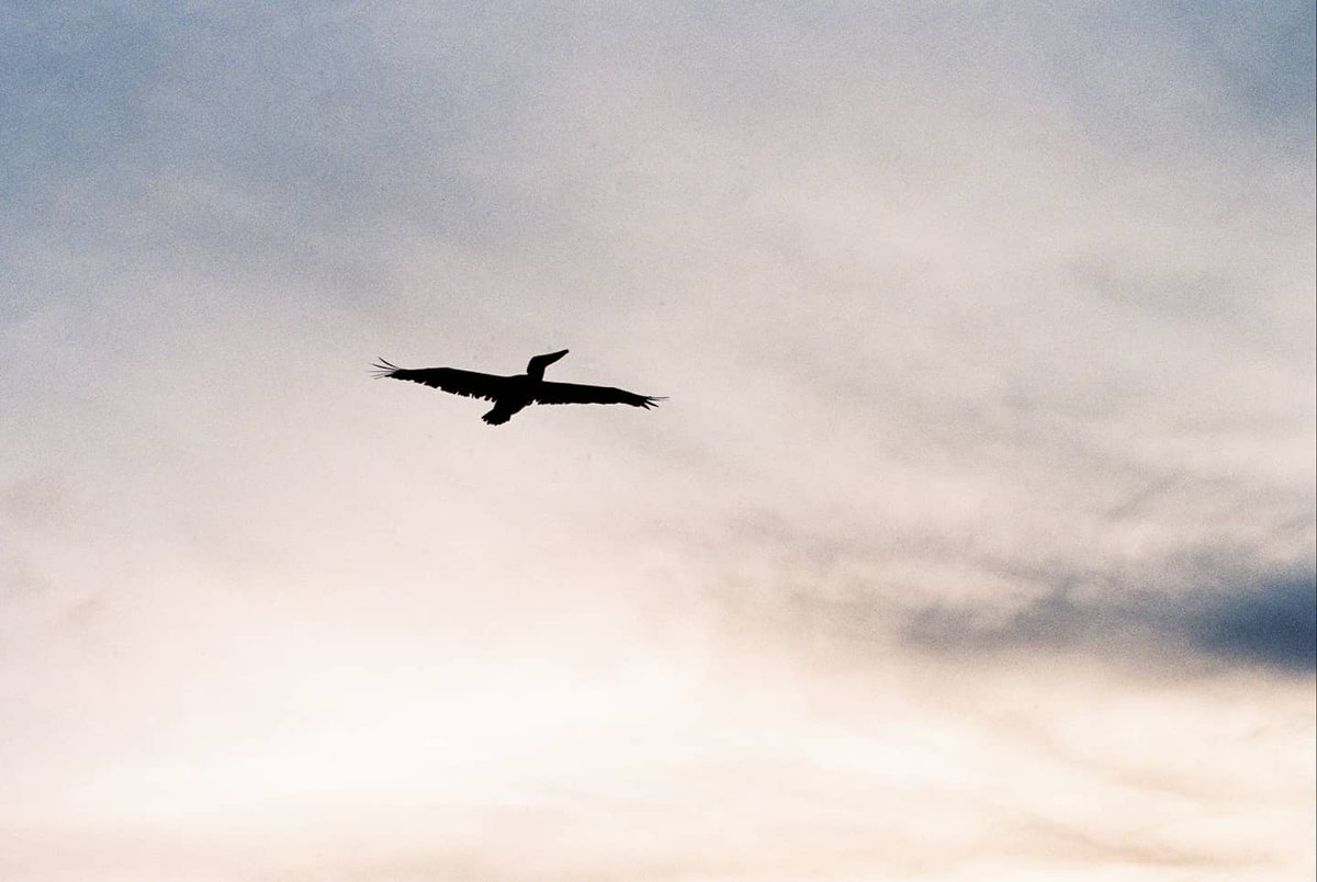 DanDickson24's tweet photo. Florida man summer.

#Kodak #portra800 #shootfilm https://t.co/rEOLm95C50