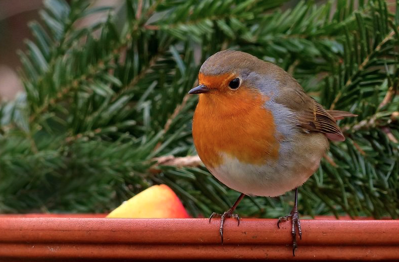 Zoals ik ongetwijfeld al tot vervelens toe heb verteld, zit ik graag en vaak op m’n terras. Het is nou eenmaal een uitgelezen plekje, midden in het bos, met althans dezer dagen gekabbel van de rivier onderaan de heuvel, die rivier kan op andere dagen

kijkzuidfrankrijk.com/2021/09/30/nat…