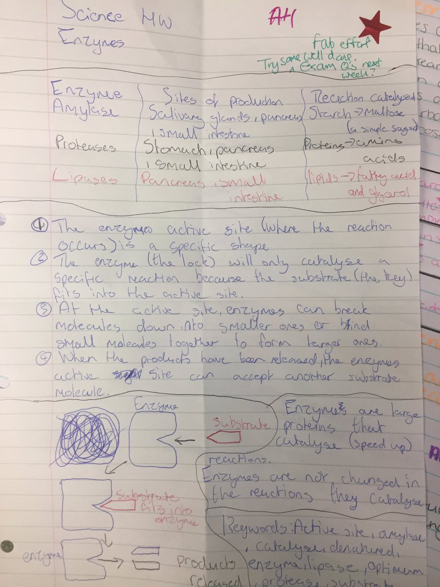 MAScience1's tweet photo. Year 11 Science (Mr Crouch’s class) smashing weekly revision - this week: Enzymes! Self-quizzing, exam question practice and mindmaps. So proud... @MerchantsAc @Samanth53721162 @victoriastarkie @VenturersTrust https://t.co/SNnZGsEg4A