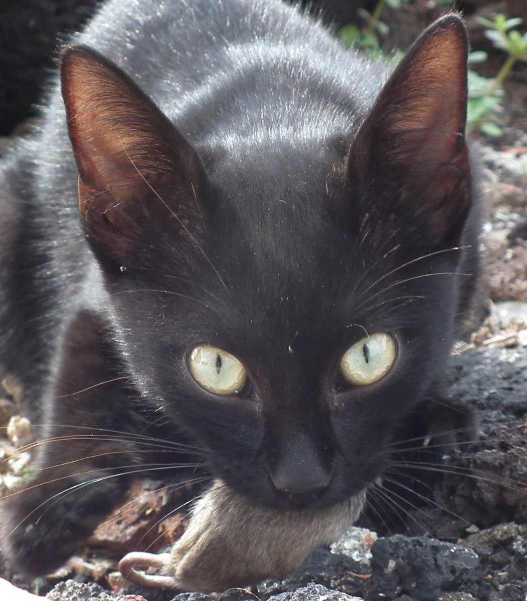 New cat paper!😺we applied stable isotope analysis to estimate contributions of wild and pet foods to diet of domestic cats.We also tested whether treatments aimed at reducing killing affect the relative importance of prey in cats' diet: esajournals.onlinelibrary.wiley.com/doi/10.1002/ec… 
📸Vittoria Roatti