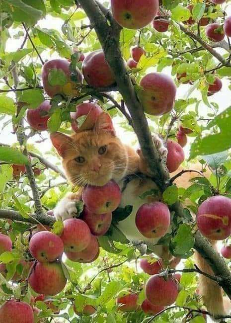 meowwoofpet's tweet photo. Enjoy! https://t.co/erqG54P0pE