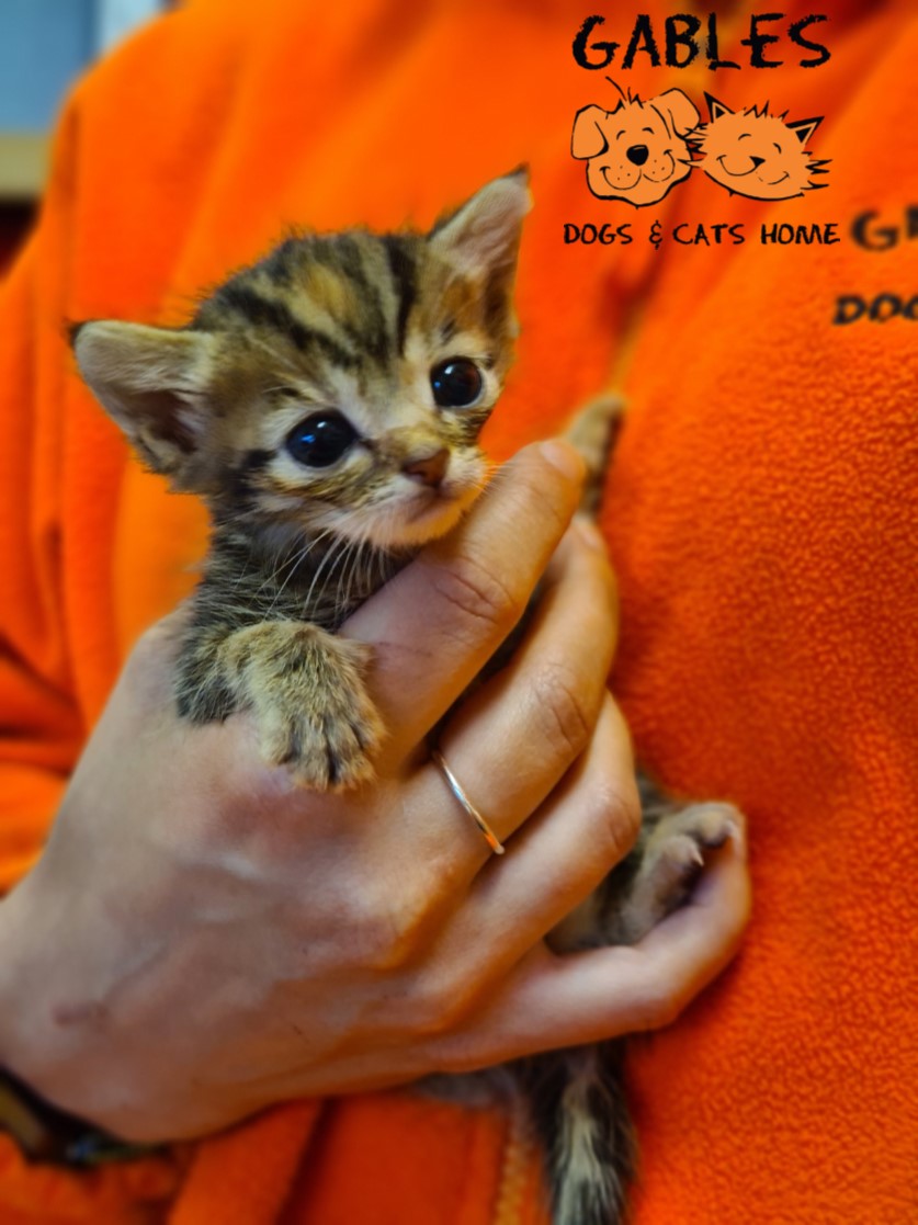 <a href="/MarsUK/">Mars UK</a> Have you seen our little Fun-Sized Freddo? He is the only surviving member of his litter thanks to a massive flea infestation. His full story is here justgiving.com/campaign/funsi… 
Could you help us by RT his story please?
#fighter #RescuedCat