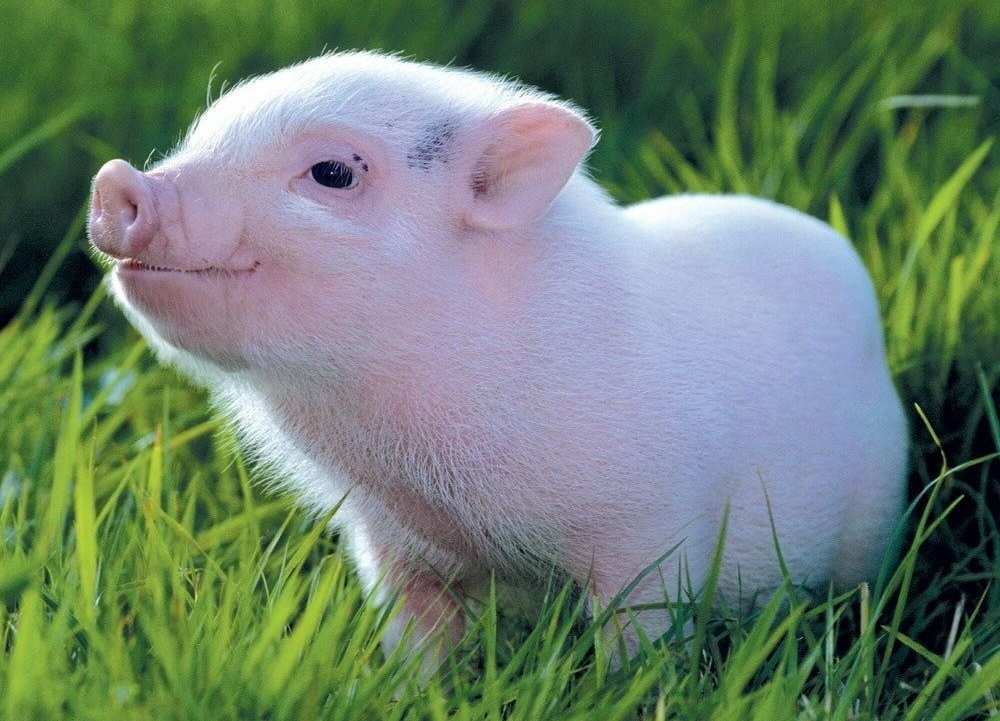 Bacon is NEVER worth harming a little guy like him. RT if you agree! 🧡