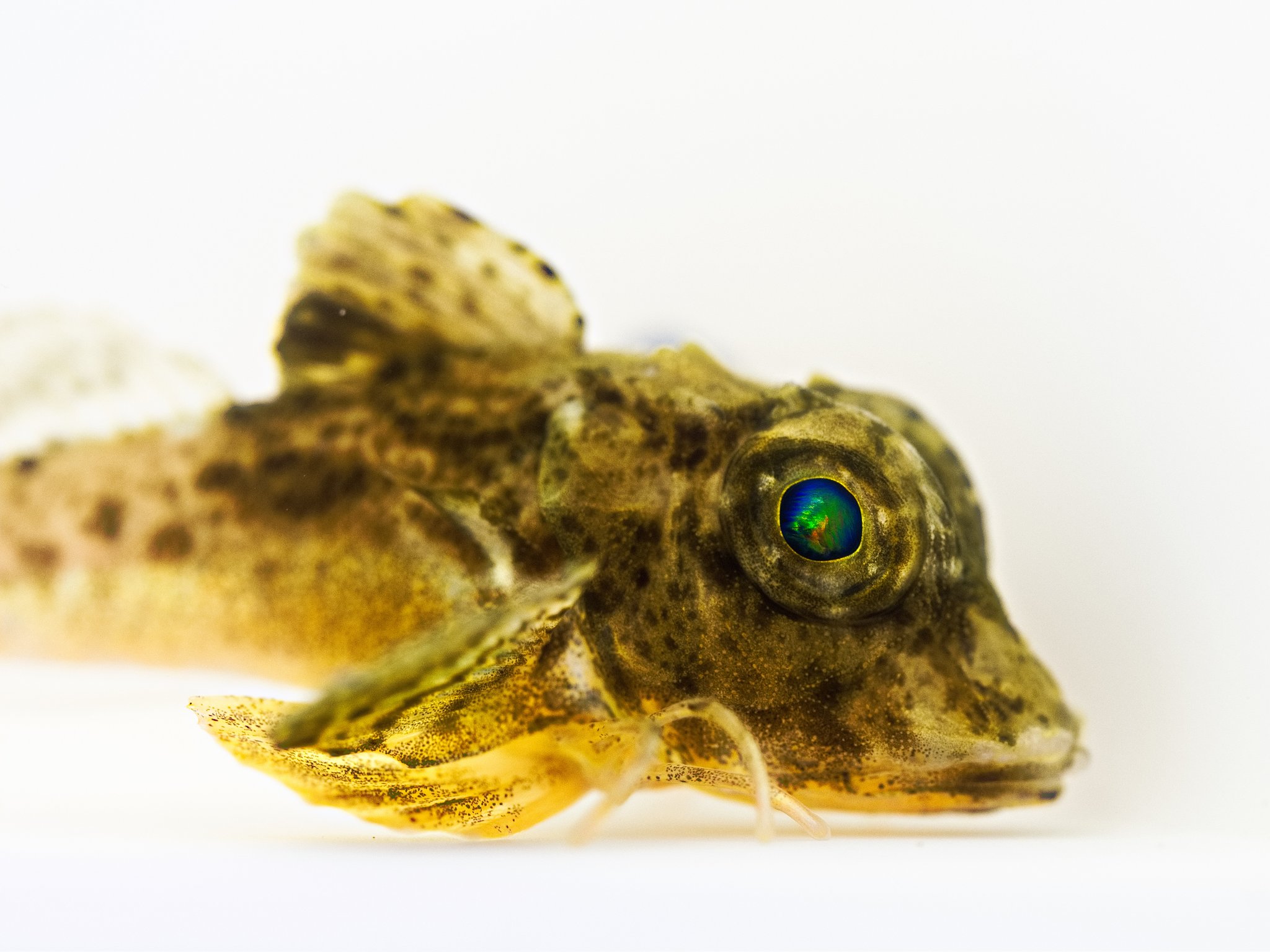 鈴木香里武 Karibu Suzuki 幼魚水族館 館長 今日の 5時に夢中 で 興奮した幼魚としてご紹介した カナガシラ の仲間 透き通った稚魚の姿も大好きなのですが 成長とともに瞳にオーロラを抱くようになります この変化がたまらん 普通の白色led