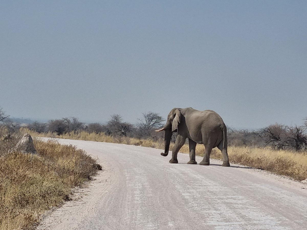 KatjaBirrer's tweet photo. Namibia, was für ein traumhaft schönes Land 😍
#safari #namibiatravel https://t.co/RwUOrsLkLx