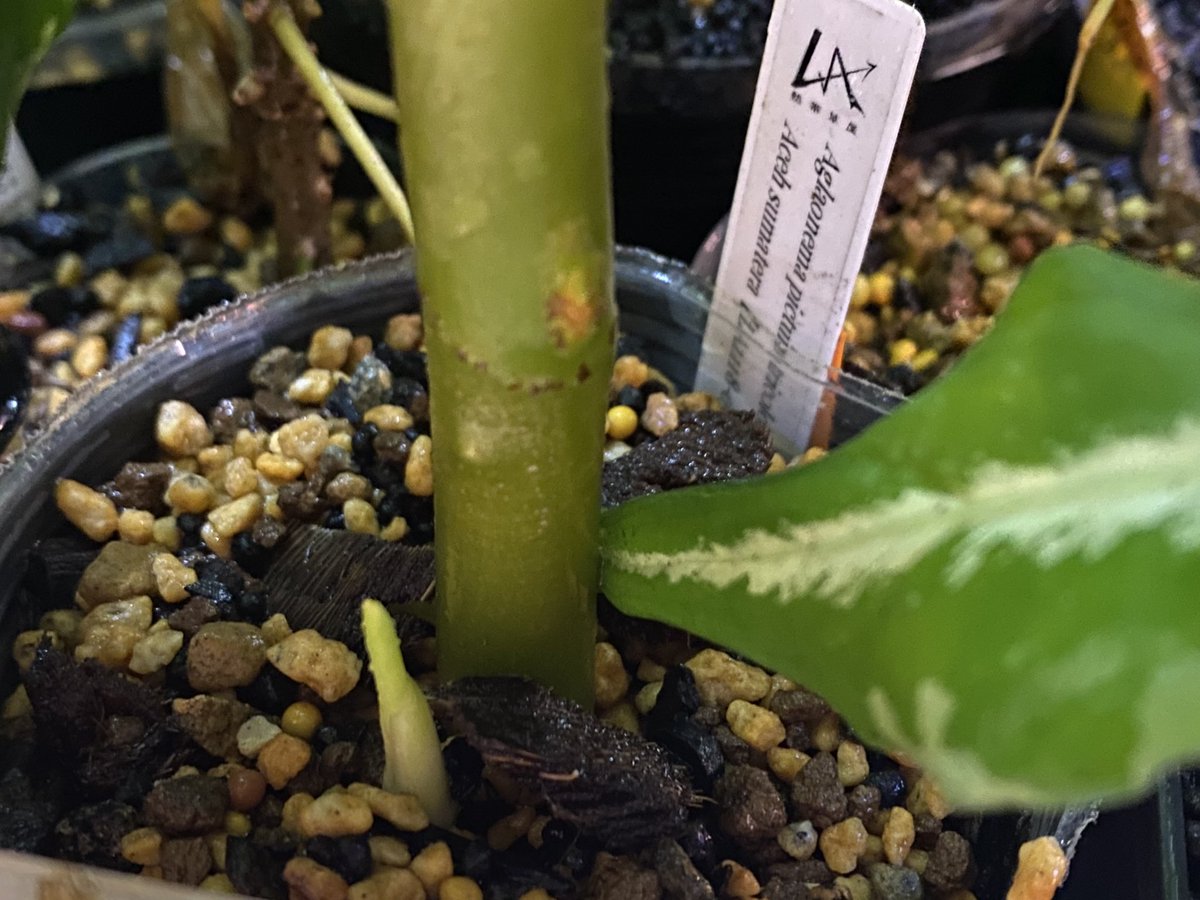 Kenzo 昨年の宝塚 陽春園のやつ おうちで草わるん リモート草わるん とりあえずゲリラ販売のやつw 取り木も仕込まず約1年 天井に当たってるけど 早めにメンテしますw La便 Aglaonema アグラオネマ ジメジメ系 草わるん ゲリラ販売 サプライズ