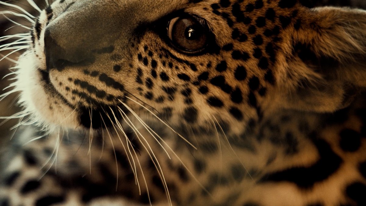 AlexOuthwaite's tweet photo. Great news at the birth of a female Arabian Leopard cub in AlUla. There are less than 200 Arabian leopards in the wild so this is great step towards their conservation.
#meetourcub @ExperienceAlUla https://t.co/pqXCaMujD6