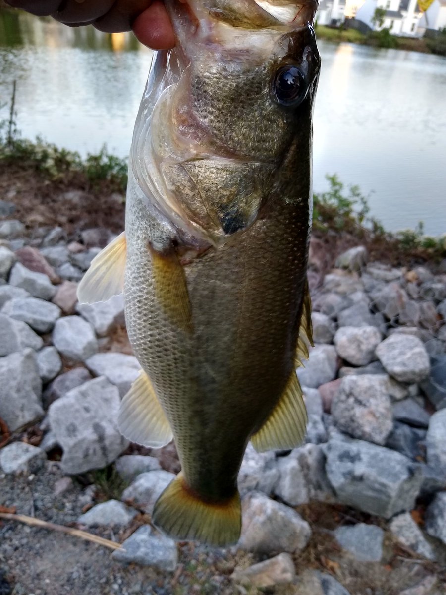 MrPaulHutsonJr's tweet photo. I always keep some gear in the ride ..just in case you pass a spot๐ฏ @Lews_Fishing never fails @MysteryTackleBx hooked me up with the Yoto Worm & 10000fish cycle bait ๐ฅ๐ฅ #bassfishing #pondhop https://t.co/QPz7fBfFMx