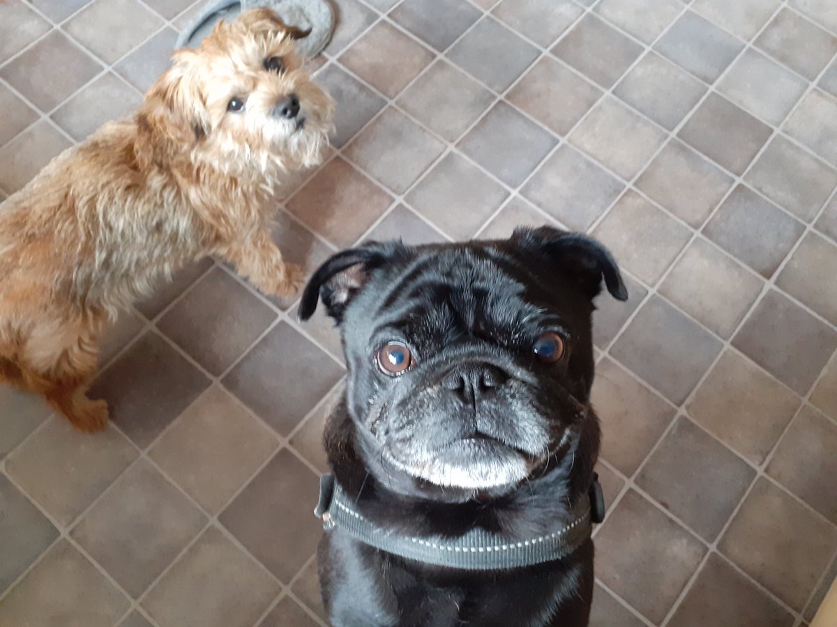 HarrybtGreaves's tweet photo. Eh pals Pablo mi pal an neybor iz here for de day 

#btposse #BorderTerrier https://t.co/dndHcvBax1