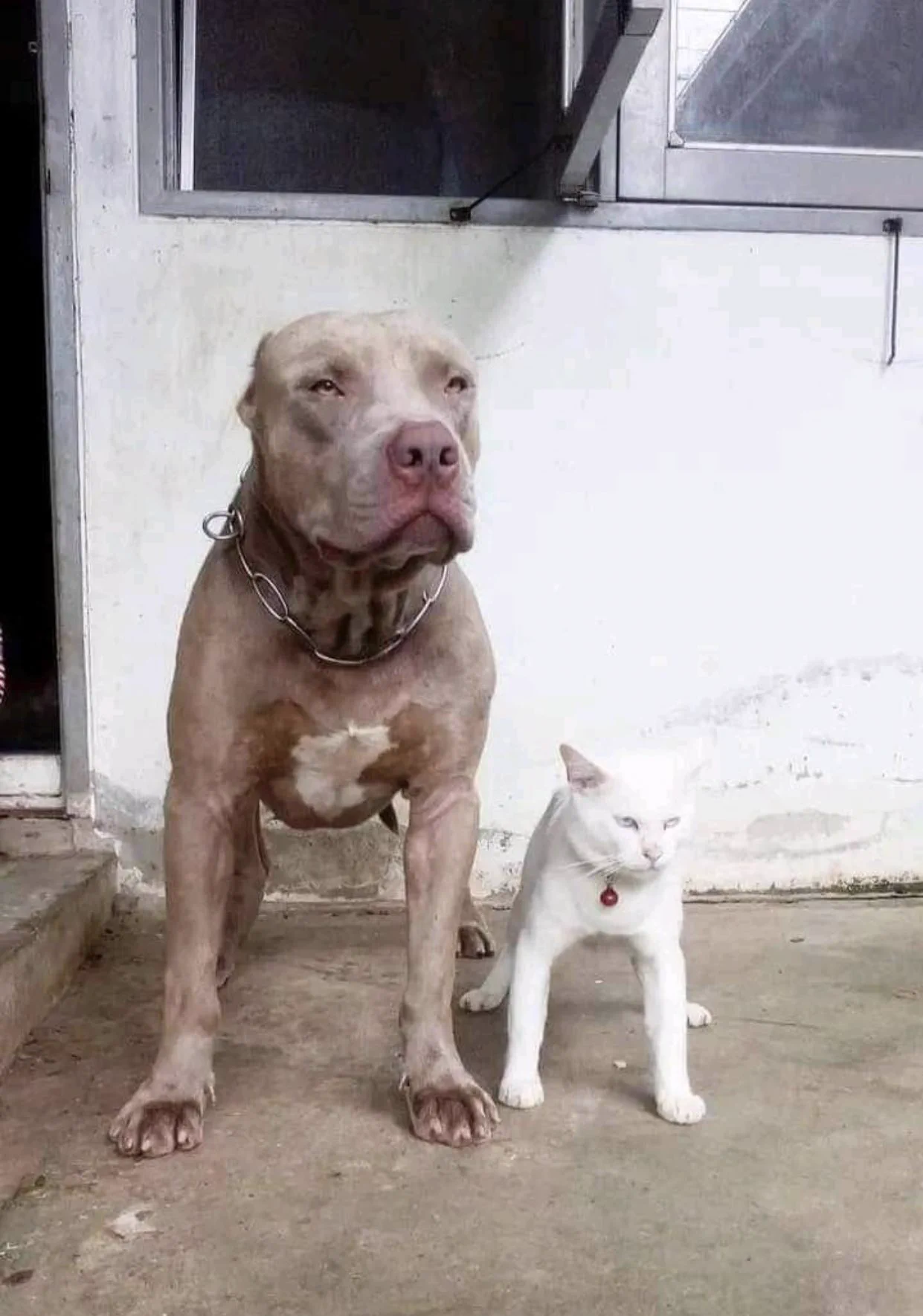 自分のことを犬だと信じている猫！特に顔と前足に注目！！