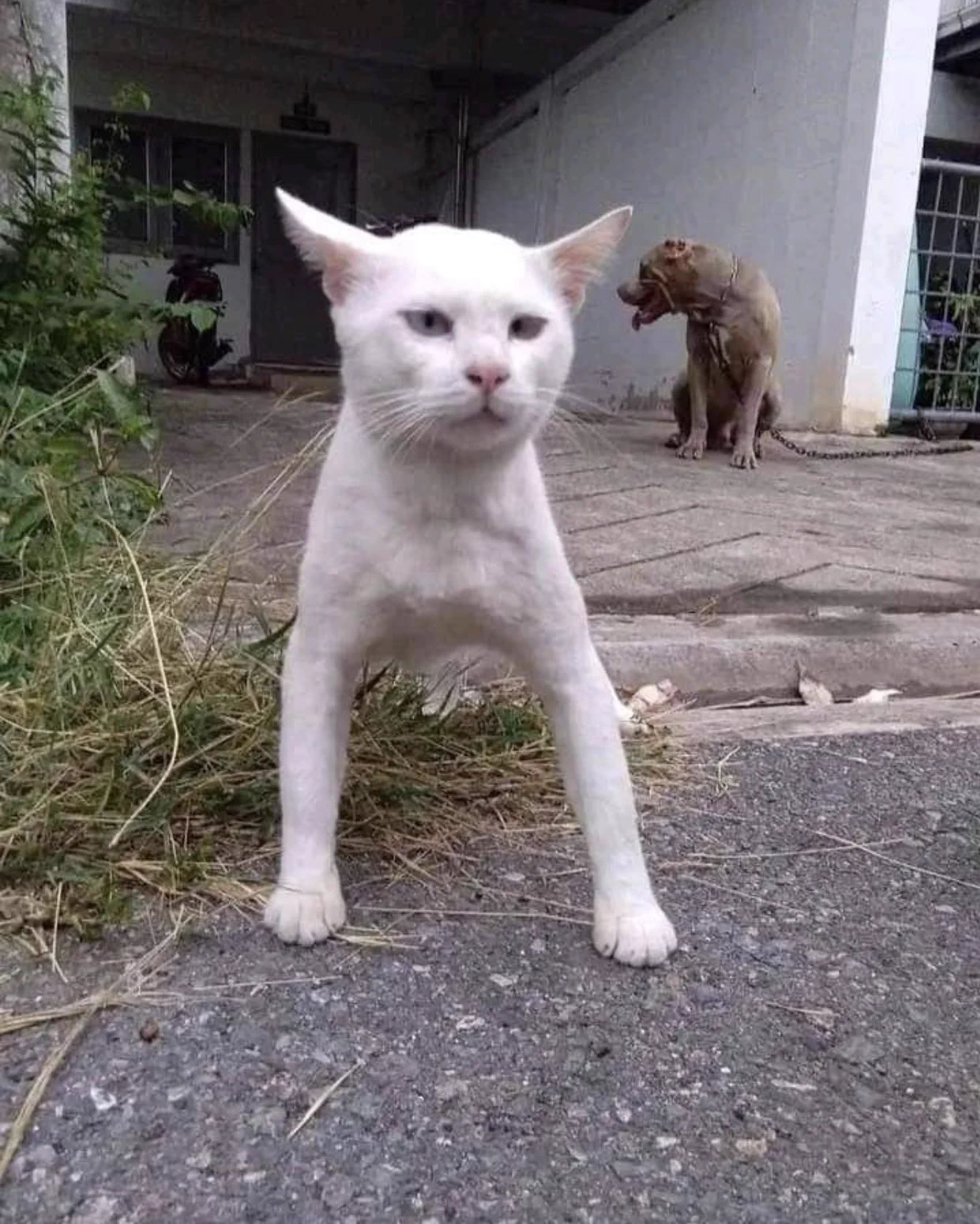 自分のことを犬だと信じている猫！特に顔と前足に注目！！