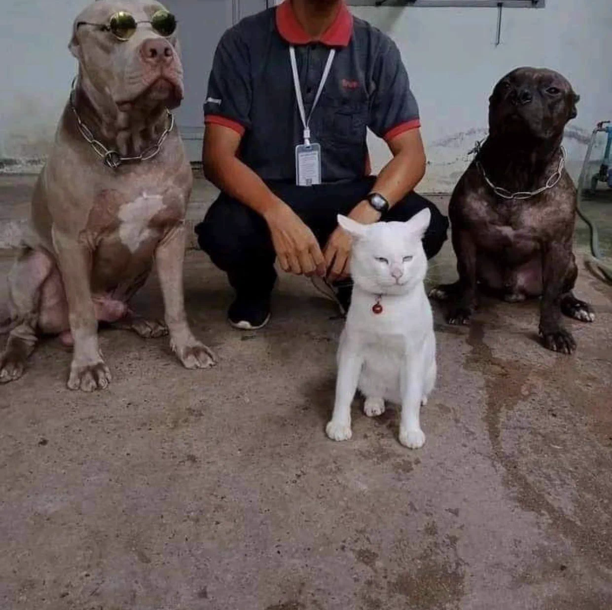 自分のことを犬だと信じている猫！特に顔と前足に注目！！