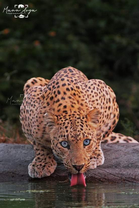 Name :- Leopard (Female - Nathwali)
Scientific name :- Panthera pardus
image Click At Jhalana Jaipur Rajasthan 
Year 2021
#indianwildlifeofficial 
#bbc 
#bbcearth 
#netgeo 
#IndiAves
#wildlifephotography 
#indianwildlife 
#bigcat 
@IndiAves