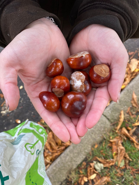 HullPause's tweet photo. Autumnal conker picking in the park. #Pause #newexperiences #theraputicwalk #freshair #doingthingstogether #support https://t.co/yhY3FJD1fd