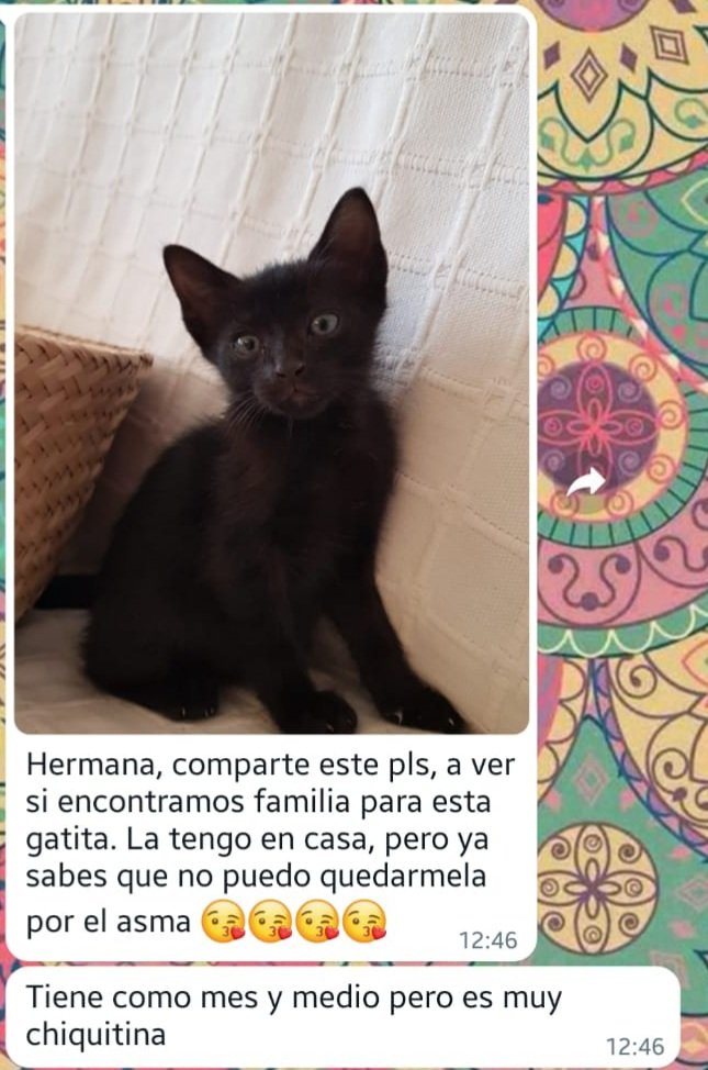 El_Terremotillo's tweet photo. Esta preciosidad está en Valencia, a ver si le podemos encontrar un hogar, si alguien está interesado que me avise por aquí, ojalá y Twitter haga su magia https://t.co/QoaNnVDpYi