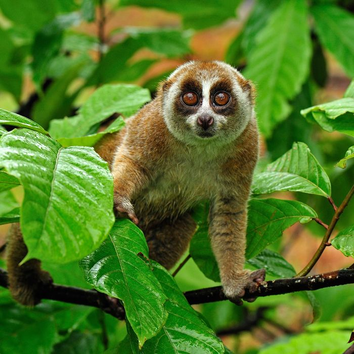 PalmOilDetect's tweet photo. Did u know almost 10,000 #birds #mammals #reptiles are endangered by #soy #palmoil, with many 100,000’s more species threatened by #timber and #meat agriculture? Learn about their beauty and how to save them #Boycott4Wildlife in the supermarket https://t.co/EruFxHTczF https://t.co/XIkePOpPEH
