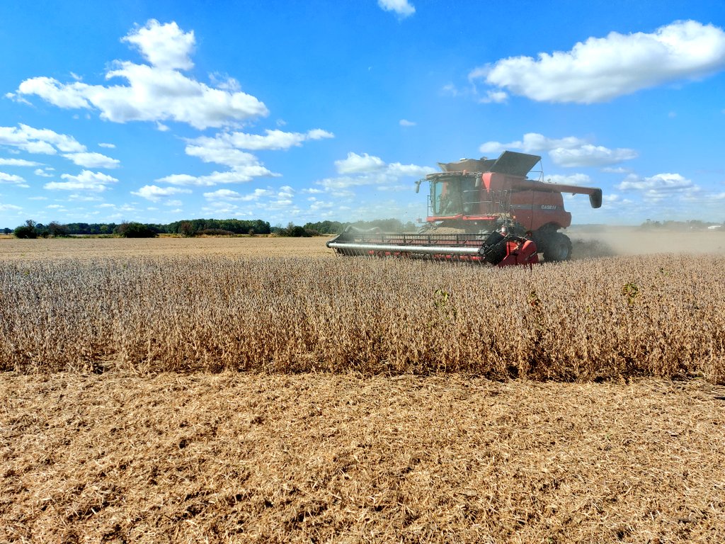#Enlist is here to stay <a href="/Maizex/">Maizex Seeds</a> E3 soybeans rocking it this season! Low 60s on heavy clay! If you're thinking about #Enlist for 2022 it's time to think <a href="/Maizex/">Maizex Seeds</a>! Soybeans with herbicide flexibility, performance and standability! #TruePerformance #CanadianOwnedCanadianGrown 🇨🇦
