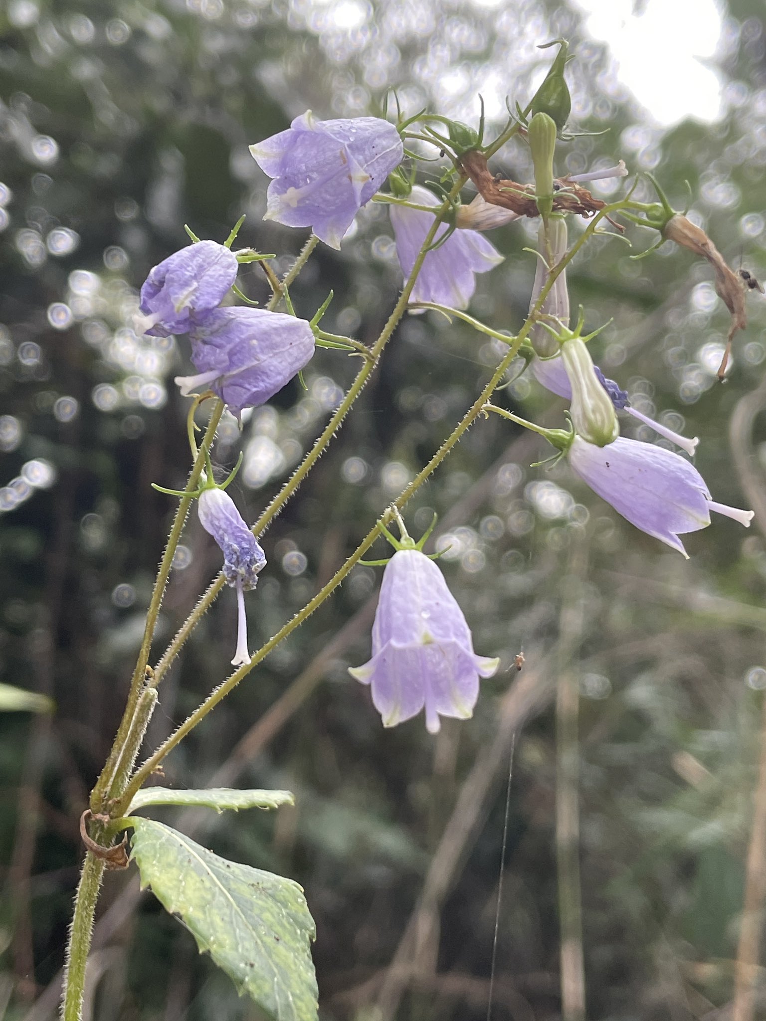 Twitter Mumemobotanical على تويتر ツリガネニンジン だと思うのですが 葉のつき方が輪生でなく 互生になってるのが やや怪しくて悩みます 花は淡紫色の鐘形で先は５裂しています 葉は卵状楕円形で鋸歯があって柄は短く 茎には毛があります キキョウ科