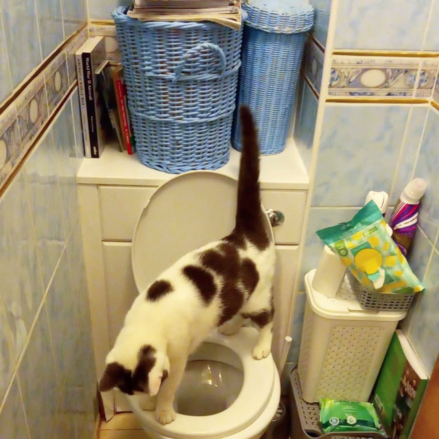🐾 Cat of the Day 🐾

MOO! 
Moo is our volunteer Bryan's cat and she's very close to figuring out how the toilet works... 😂 soon enough she won't need the litter at all. 
Thanks for sharing Bryan!