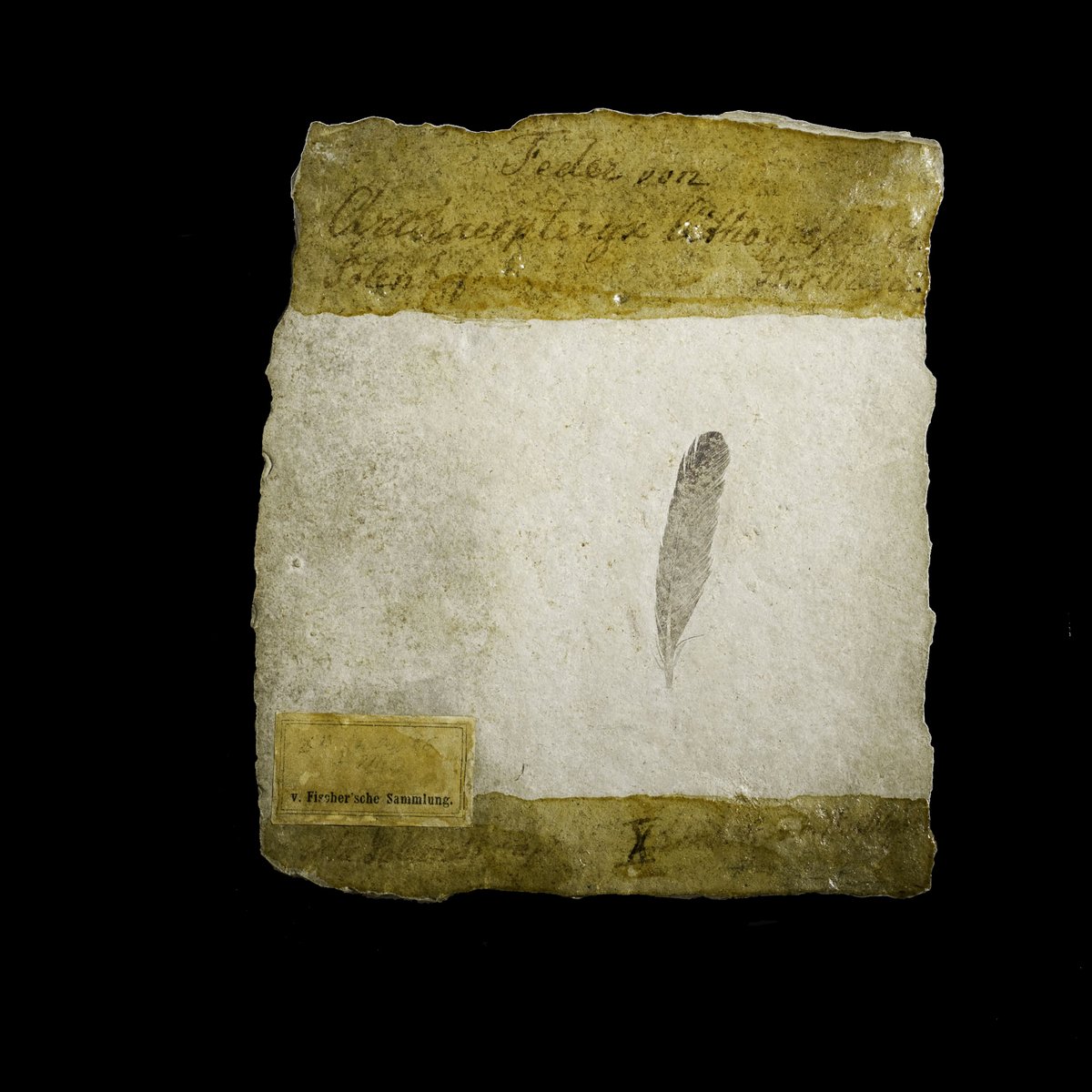 InsideNatGeo's tweet photo. Have you ever heard of Archaeopteryx lithographica, a feathered dinosaur? Its fossilized feather was discovered 160 years ago, but experts continued to debate about its origins, function, and appearance. https://t.co/OxZt4PFFnP