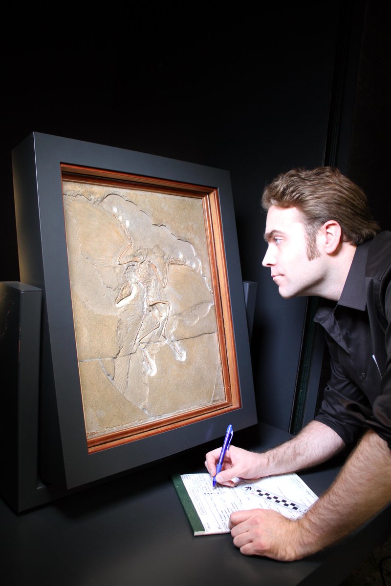 One year ago, #NatGeoExplorer <a href="/RyanMCarney/">Ryan Carney</a> led a team of experts to prove that the feather did belong to Archaeopteryx after all. They were also able to determine that the feather was a type of wing feather and that it was solid matte black.