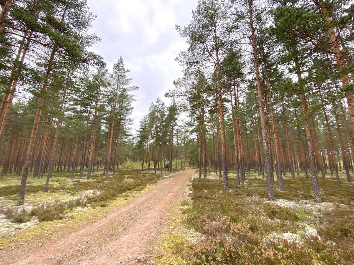 LaihoKuutamo6's tweet photo. Harjureitillä Alastaro, Virttaa. #luontopolku #vaellus https://t.co/DLu3hXTTx2