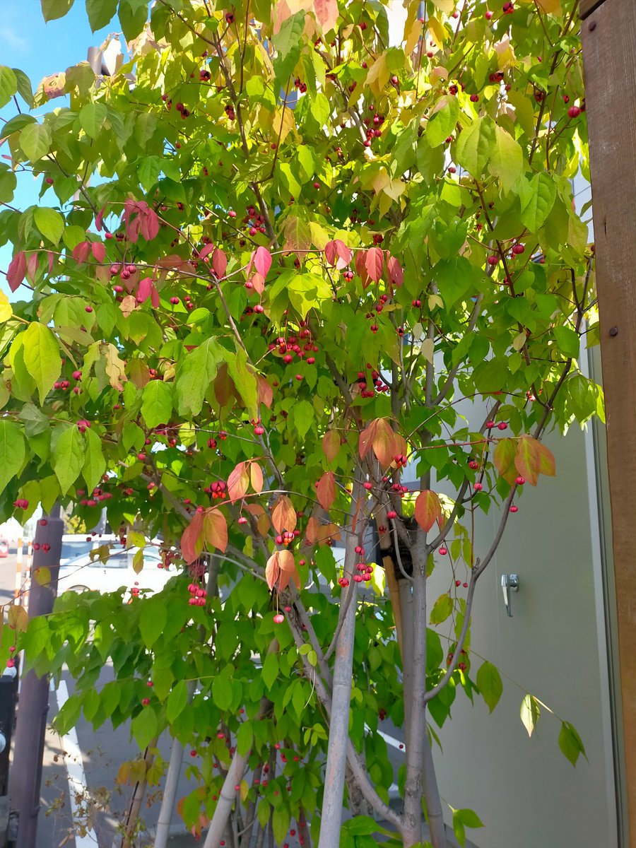 Top Tweets For ツリバナの実 Twstalker