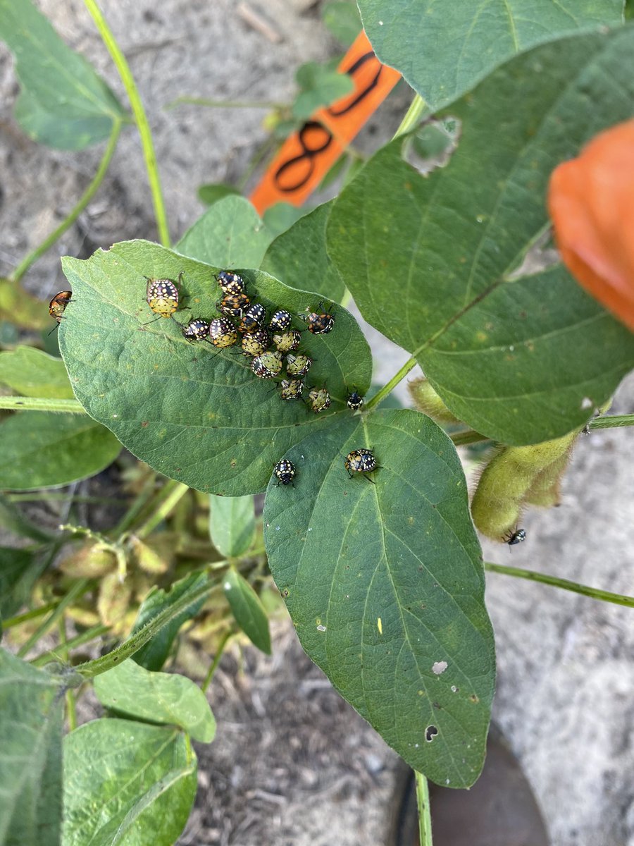 MPlumblee's tweet photo. Taking out a few stink bugs in a @SCSoybeans trial that @bugdocisin and I have this year. Looking forward to the results. #IPM #ClemsonExtension #Soybean #rainfast https://t.co/XVrNvpAvxS