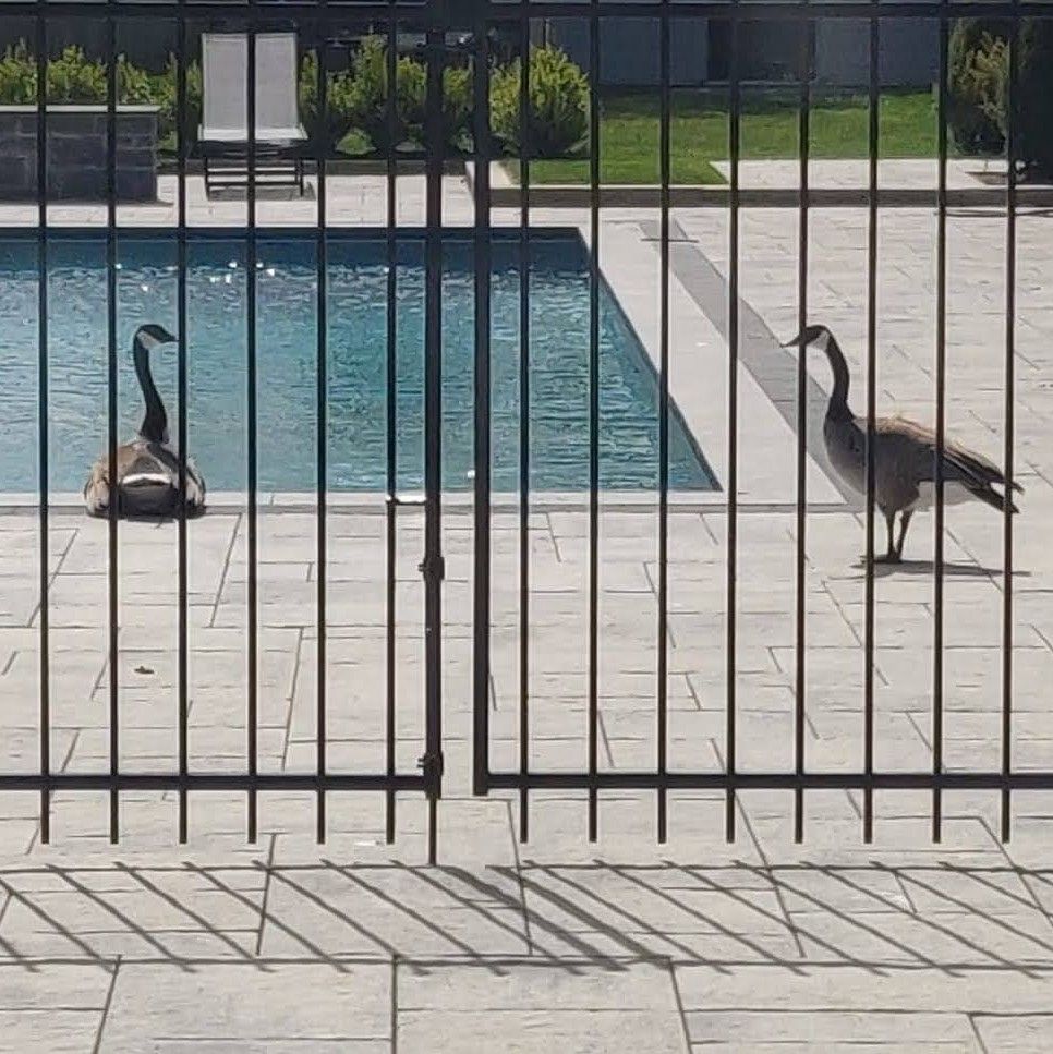 paulpgabriele's tweet image. When you build a pool, guests will flock to your house. 🙃
.
.
.
#poolproject #diy #communitypool #poolconstruction #pooldesign #geeseonvacation #canadagoose