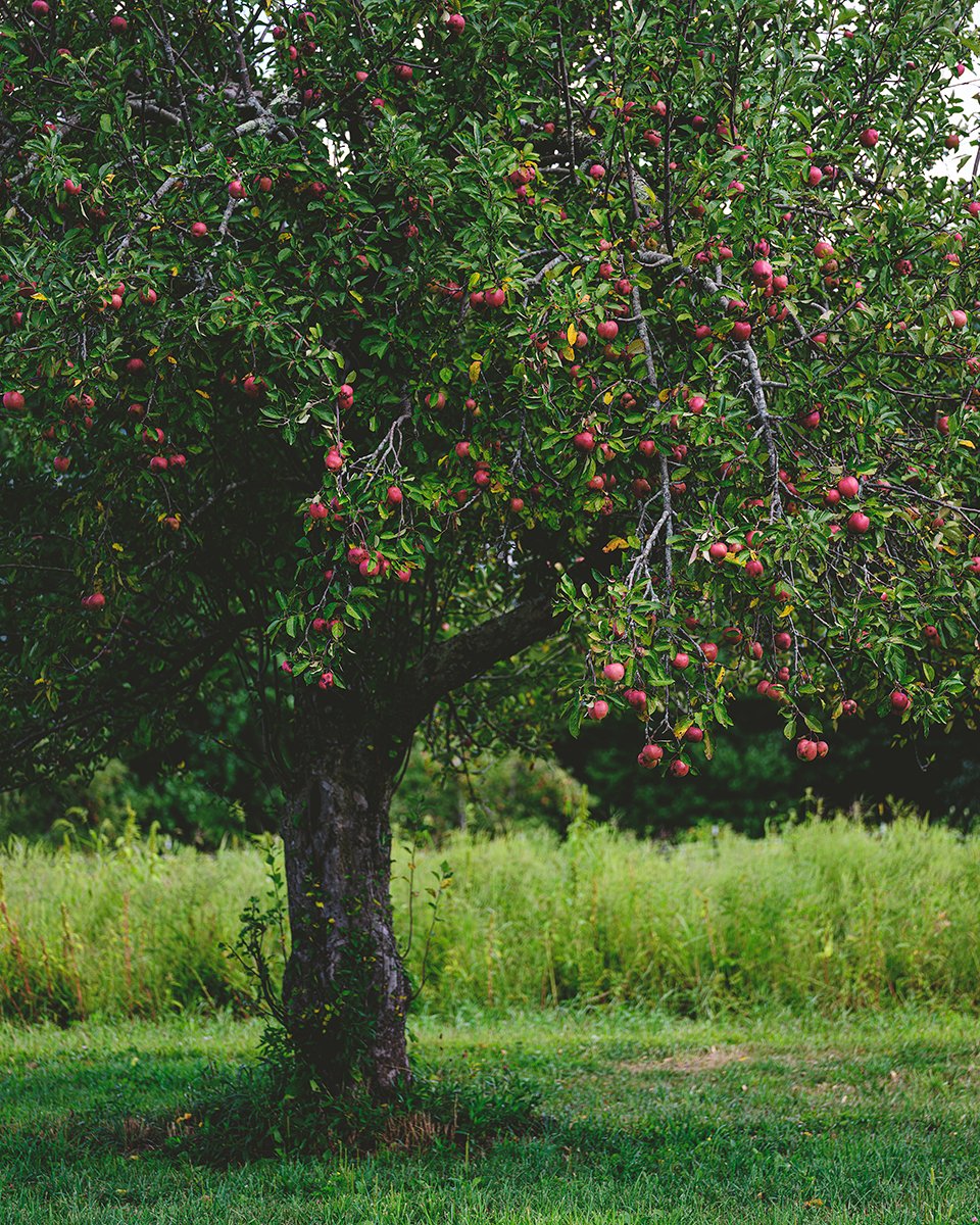 1/ We are pleased to share that Tree House Farm &amp; Fermentory in Woodstock, Connecticut will be open from 12 - 5 PM Thursday through Saturday this week.

We have a number of inventive hard ciders, pumpkins, custom coffee, and unpasteurized fresh cider made with heritage apples.