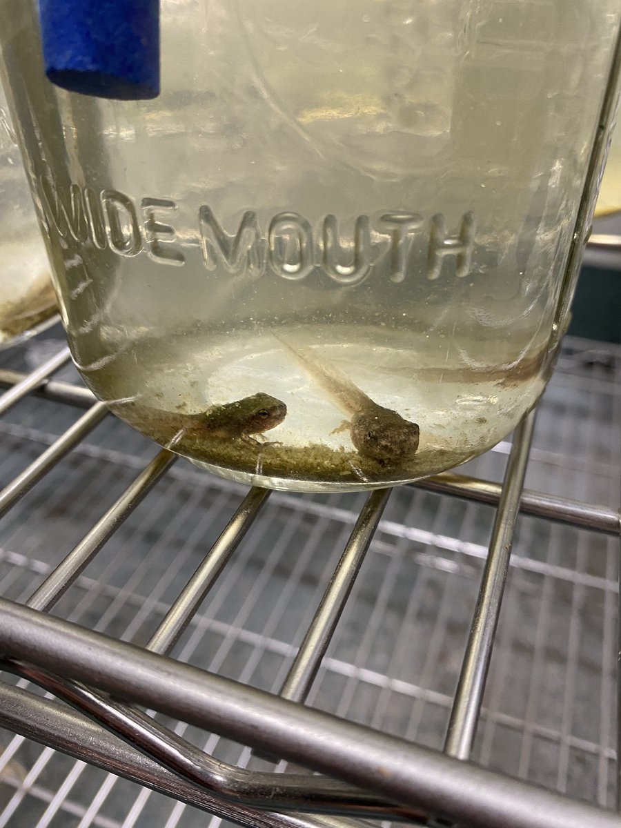 Progress update the tadpoles for my class’s research project: they are starting to get front legs! #research #ScienceTwitter #ClassroomResearch #UndergraduateResearch #tadpole #Herptology #AlmostAFrog