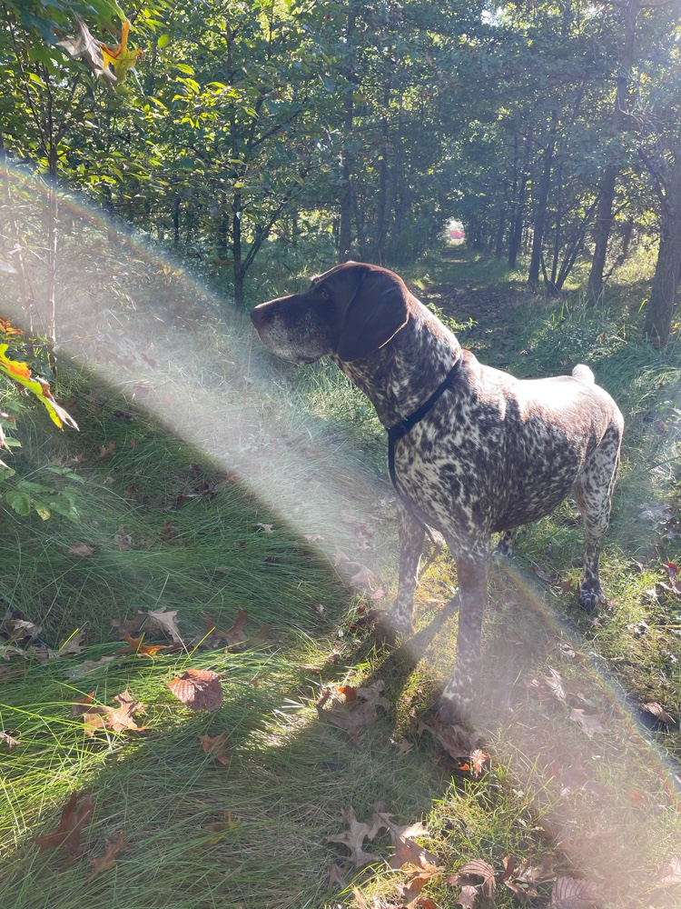 PullyDogs's tweet image. Luna and I just #ResQwalked 1.39 km here on our property in support of animals in need! Thanks  resqwalk.com