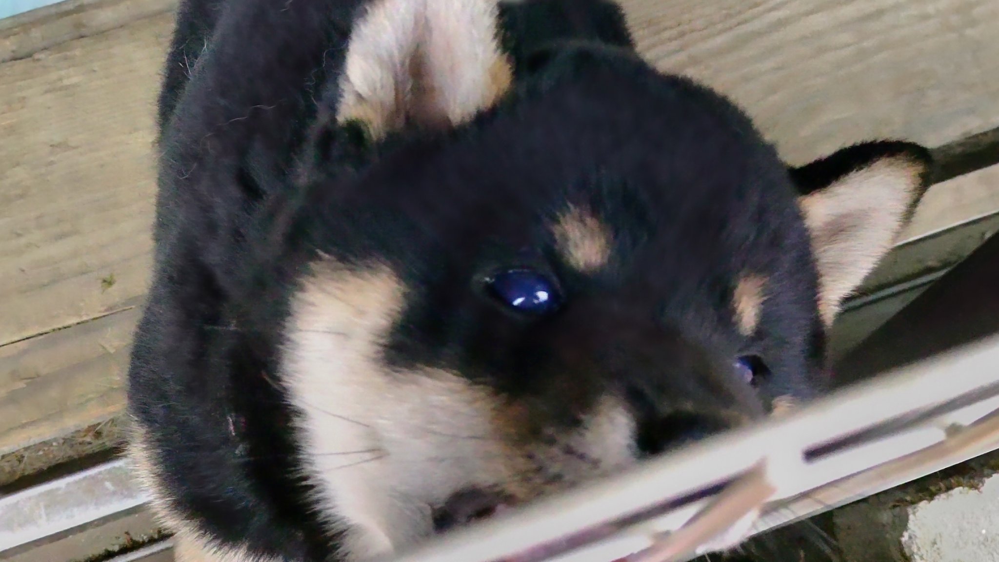 アシカシカ アシカ 山奥一人暮らし 近所のいぬっ子がめっちゃかわいくてぬいぐるみ 食べたい 柴犬はなんでこんなにもかわいいのか 柴犬 子犬 犬好きと繋がりたい 犬も猫も好き 癒しで気持ち切りかえたい 可愛いと思ったらrt T Co