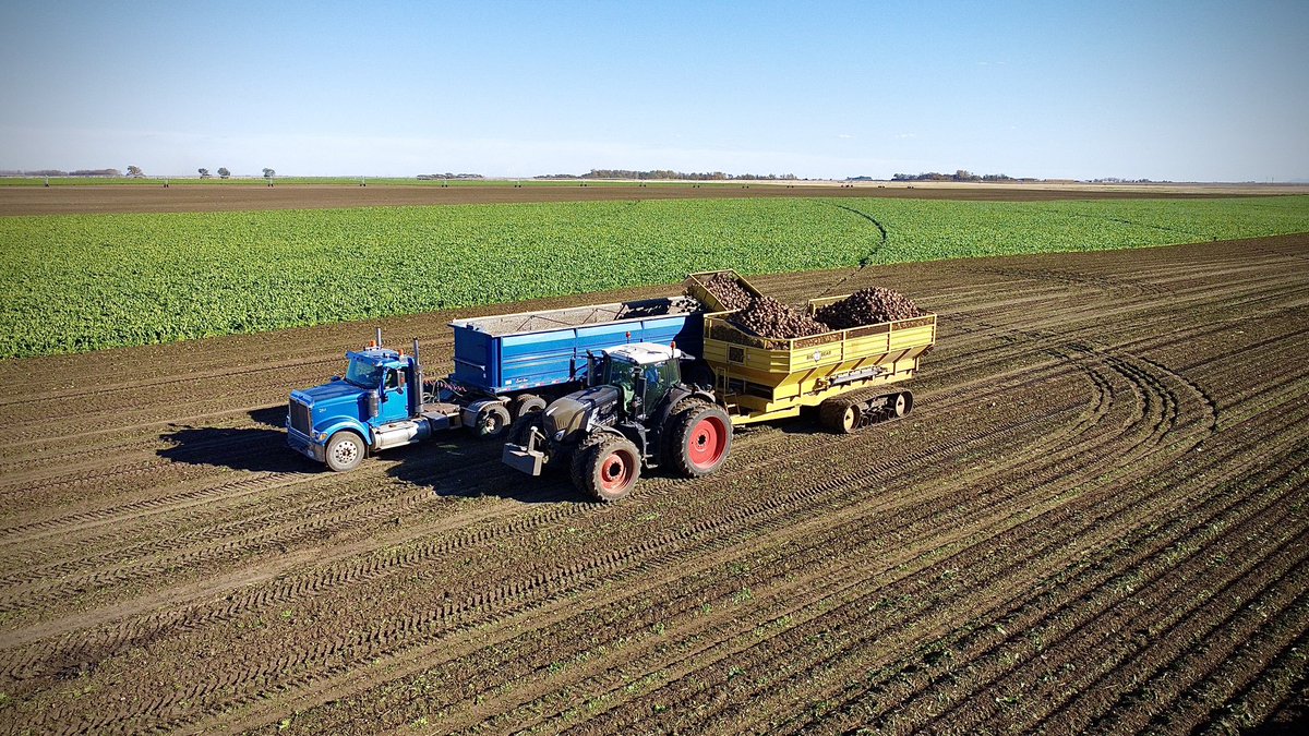 Sugarbeet harvest is underway in Southern #Alberta. Around 200 farmers working 24hrs for the next few weeks, and sending beets to the Lantic (Roger’s Sugar) in Taber.The only #Sugarbeet Processing plant in Canada. 🇨🇦 We farm around 270 acres of beets. <a href="/asbg/">AbSugarBeetGrowers</a>  #AgTwitter #absugar22