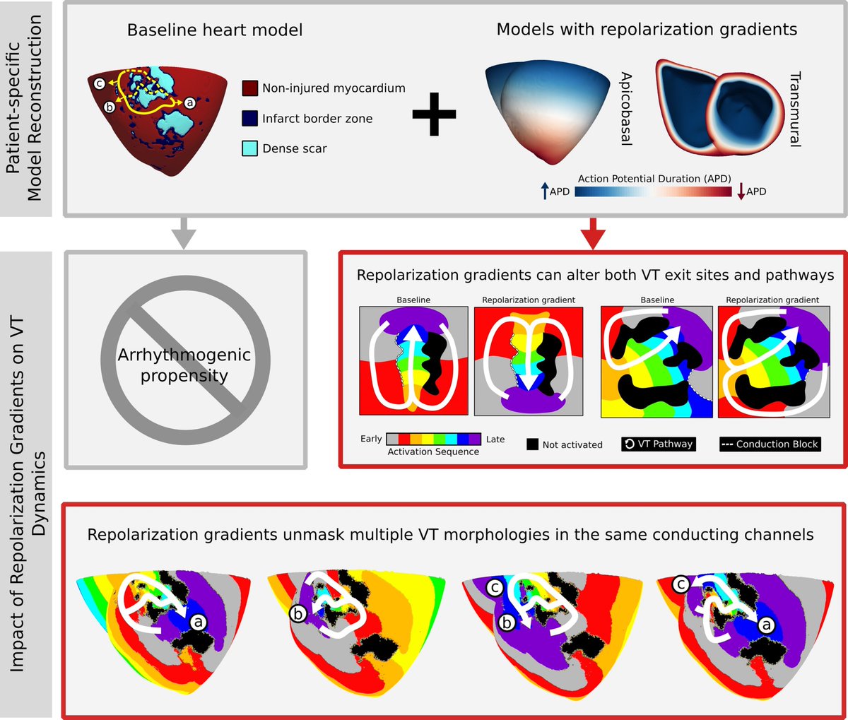 EricSung9's tweet photo. My new paper is out! We examine the role of repolarization gradients in ventricular tachycardia (VT) dynamics using computational models. Repolarization gradients affect VT exit sites and pathways, but not inducibility. @FrontPhysiol @trayanovalab  https://t.co/9FQ1mcN5L4 https://t.co/TWfOIo9KWA